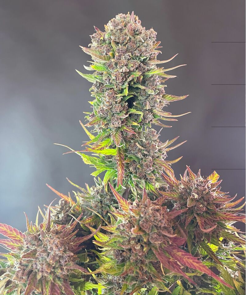 Lemon Cherry Cookies Auto, Фасовка: 5, изображение 19